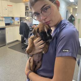 Jesco - Fawn male Boxer puppy in Aurora, Indiana from Hogan Creek Boxers