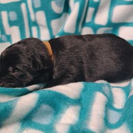 Brown Collar Male - Black male German Shepherd puppy in Cadet, Missouri from Working Valley Shepherds
