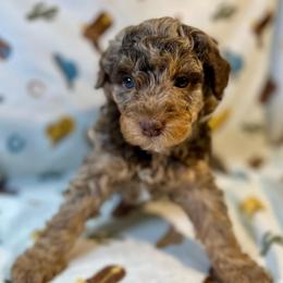 Bosco - Brown merle male Aussiedoodle puppy in Liberty, Texas from Poodles and Doodles Most Excellent Adventures