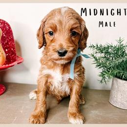 Midnight - Red  male Goldendoodle puppy in Hilton, New York from The House of Goldendoodle