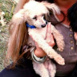 Poodles from Ry Ry's Poodles
