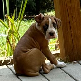 Aden - Fawn male Boxer puppy in Hattiesburg, Mississippi from Sisco Boxers Tennessee