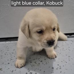 Kobuk Light Blue Collar - Yellow male Labrador Retriever puppy in Greenwich, Ohio from Pure Gem Kennel