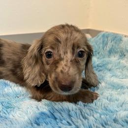 Sunny - Dapple male Dachshund puppy in Magnolia, Texas from Carrie’s Countryside Dachshunds