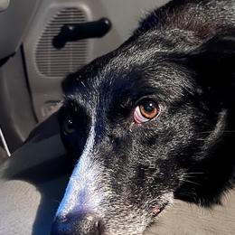 Nova - Border Collie