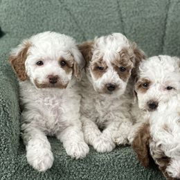 Poodles from Carman's Miniature Poodles