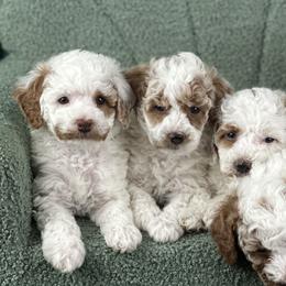 Poodles from Carman's Miniature Poodles