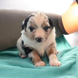 Sundae - Blue merle female Miniature Australian Shepherd puppy in Boonville, New York from Amy & Dan's Awesome Aussies