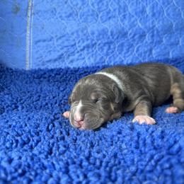 Blue Tri 1 - Blue tri-color male American Bully puppy in Union County, North Carolina from XLRG BULLIES