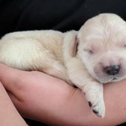 Golden Retriever Puppies from Darmorr Golden's