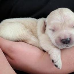 Golden Retriever Puppies from Darmorr Golden's