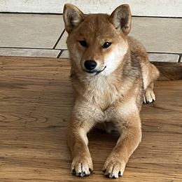 Girl 1 - Red Shiba Inu puppy in California from Nippo Shiba