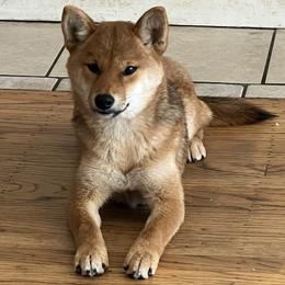Girl 1 - Red Shiba Inu puppy in California from Nippo Shiba