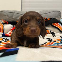 Hershey (full rights available) - Piebald male Dachshund puppy in Gainesville, Texas from Diamond B Doxies