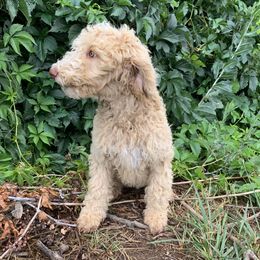 Poodle Puppies from Rocky Mountain Poodles