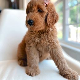 Goldendoodle and Poodle Puppies from Great Doodles & Poodles