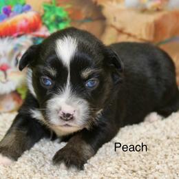 Peach - Black tri female Miniature Australian Shepherd puppy in Ronan, Montana from Dirt Road Aussie’s of Montana
