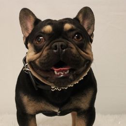 Justice - French Bulldog