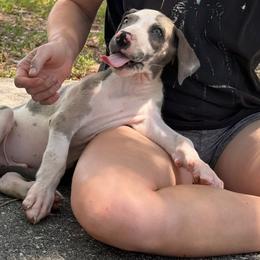 Coal - Harlequin male Great Dane puppy in Florida from Beachside Kennels