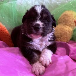 Charm - Black tri-color female Australian Shepherd puppy in Celina, Tennessee from CumberlandRidge Australian Shepherds