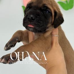 Lottie - Fawn female Great Dane puppy in Michigan from Ohana Great Danes of Michigan
