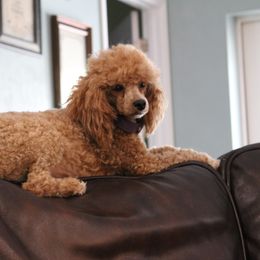 Cavapoo puppies from Loblolly Ranch