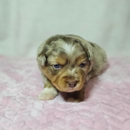 Eggnog - Red merle female Australian Shepherd puppy in Owensboro, Kentucky from JnT's Bluegrass Mini Aussies