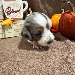 Black tie affair - Dapple female Dachshund puppy in Pleasant Plains, Arkansas from JGBs Silver Spur Dachshunds