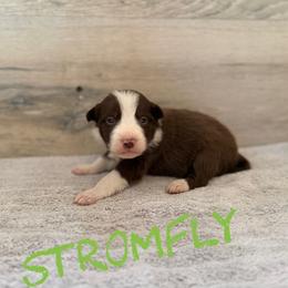 Stormfly - Chocolate female Border Collie puppy in Sanger, California from Flying M Cactus Ranch Buddies