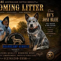 Australian Cattle Dog puppies from BoardCamp Kennels-AKC Australian Cattle Dogs
