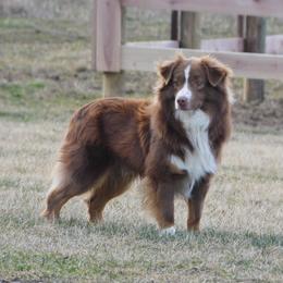 Red - Miniature American Shepherd