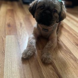 Elle - Shih Tzu