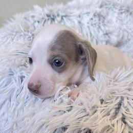 Boy 2 - male Dachshund puppy in Livingston, Louisiana from DivaDoxi