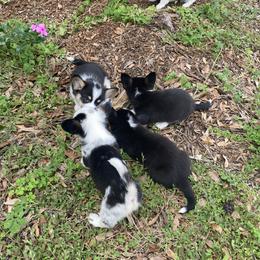 American Corgi and Pembroke Welsh Corgi Puppies from Swell Corgis