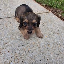 Saga - Cream female Dachshund puppy in Mobile, Alabama from Ruff Patch Doxie Den