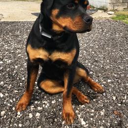Rottweiler Puppies from Alpha Co. Rottweilers