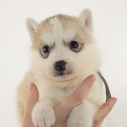 Nemo (Grey) - Delivery Available - Gray and white male Siberian Husky puppy in Los Angeles, California from Limitless Huskies