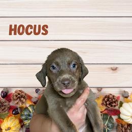 Hocus - Silver female Dilute Retriever puppy in Somerset, Pennsylvania from Chickentown Labradors