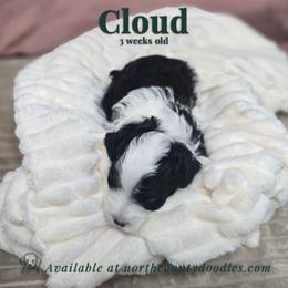 Cloud - female Australian Mountain Doodle puppy in Escondido, California from North County Doodles