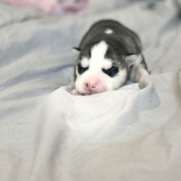 Drogon - Black and white Siberian Husky puppy in London, Kentucky from Williams Siberians