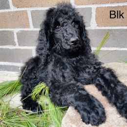 Poodle Puppies from Honeycutt Akc Standard Poodles