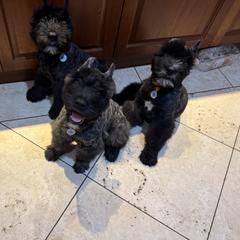 Bouvier des Flandres puppies from Ambassador BOUVIER