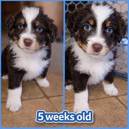 Arrow - Red tri-color male Australian Shepherd puppy in Lakeland, Florida from Aussies of Hope LLC