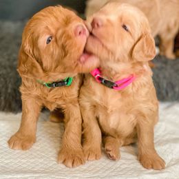 Goldendoodle Puppies from Kingwood Goldendoodles