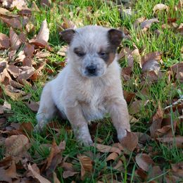 Comet - Red mottled female Australian Cattle Dog puppy in Buffalo Valley, Tennessee from Buffalo Valley Breeders