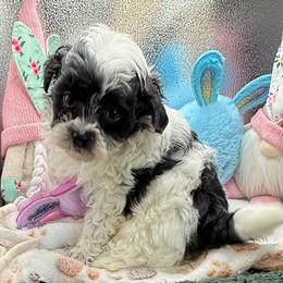 Campbell - Black & white male Maltipoo puppy in Colonial Beach, Virginia from BeachRidge Pups