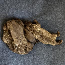 Boy 1 - male Chesapeake Bay Retriever puppy in Lake Anna, Virginia from Three Horses Chesapeakes