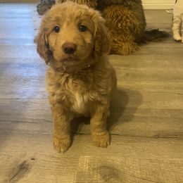 Goldendoodle Puppies from Jake Keck