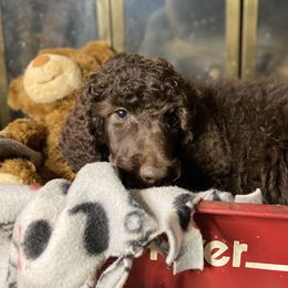 Poodle Puppies from Tails Up Standard Poodles
