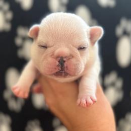 Theodore - Cream male French Bulldog puppy in Daviess County, Kentucky from Blissful Euro Boxers, Dobermans & French Bull Dogs